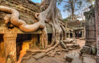 Tree-at-Ta-Prom-Temple1.jpeg